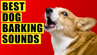 Dogs Barking Sounds Compilation See How Your Dog REACTS 15 Breeds Loud Dog Barking Sound Effect [upl. by Him]