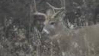 Deer rutting season filmed from my window [upl. by Ialokin3]