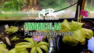 Pinguicula principales cuidados  Andy Rubiano™ [upl. by Mariette]