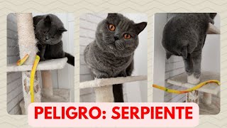 SERPIENTE asusta a GATO  Vídeos de mascotas para niños [upl. by Larue409]