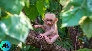 8 Hours Of Relaxing Rainforest Sounds  Monkeys  Birds  Rain  Complete Relaxation  Deep Sleep [upl. by Aisyla]