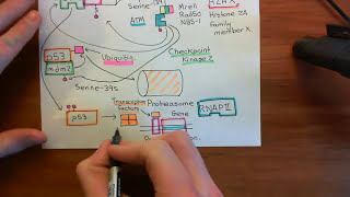 NonHomologous End Joining Part 3 [upl. by Cyrus]