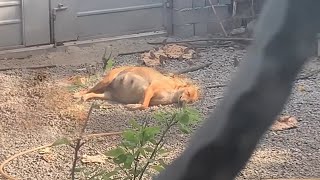 Pregnant Dog Was Left Outside in Labor At The Gate Completely Ignored by Her Owner [upl. by Kirschner]