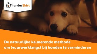 ThunderShirt  De natuurlijke kalmerende methode om vuurwerkangst bij honden te verminderen [upl. by Drarehs205]