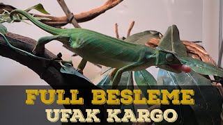 SÜRÜNGENLERİMİZİN HEPSİNİ BESLİYORUM CANLI YEM KARGO [upl. by Erdna379]