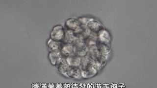 Pythium sp 番茄幼苗猝倒病的逆襲 [upl. by Eimarrej]