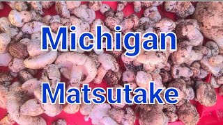 Matsutake Mushrooms In Michigan [upl. by Jakob188]