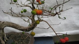 Flowering Surinam Cherry Bonsai Tree eugenia uniflora [upl. by Sneve]