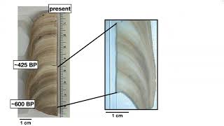 Highresolution Paleomagnetic Records from Speleothems using SQUID Microscopy Caue Borlina 22823 [upl. by Lielos]