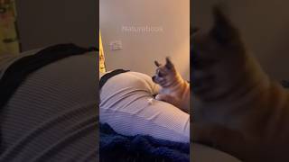 Cats And Dogs Reaction To Farts 🤣😂😂 funny viralshorts shortsvideo [upl. by Eba27]