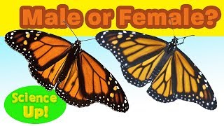 Monarch Q amp A How to tell a male from a female monarch butterfly or quotboyquot from quotgirlquot [upl. by Eleumas392]