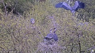 Heronry Livestream 25 04 24 [upl. by Alben856]