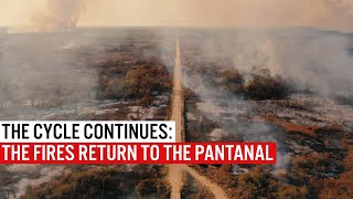 The cycle continues Fires return to the Pantanal [upl. by Kenric]