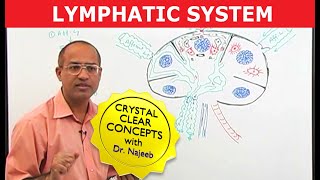 Introduction to Lymphatic System  Lymph Nodes [upl. by Kcirddor]