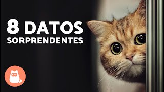 8 DATOS SORPRENDENTES sobre los GATOS MACHO 🐱♂️ [upl. by Brey]