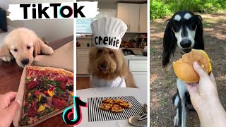 Funny Dogs of TikTok Compilation  Cutest Puppies TIK TOK [upl. by Faunia308]