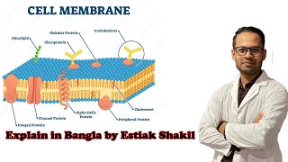 Cell membrane Structure and function Part 1 Bangla By Estiak Shakil [upl. by Blakelee160]