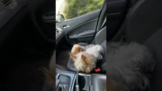 YORKIES VS SCATPACK automobile viralvideo viralshorts trending [upl. by Anaahs]