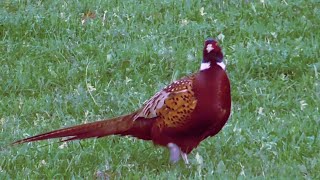 Pheasant filmed November 2024 [upl. by Haas]