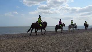 Horses on Pakefield beach [upl. by Adnih]