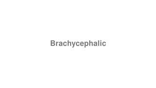 How to Pronounce quotBrachycephalicquot [upl. by Hareehahs974]