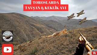 Tavşan Keklik Avı Tavşanlar kalkmıyorrabbit hunting охота на кроликов صيد الارنب partridge hunting [upl. by Egduj]