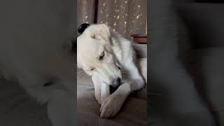 dogs riley handsome pyrenees sunday morning breakfast [upl. by Nations]