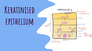 A Keratinised epithelium oral mucous membrane part 7 [upl. by Sardse]