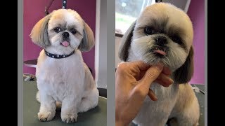 Grooming Guide  Grooming Shih Tzu 23 [upl. by Eiramasil]