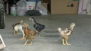 Funny Chicken Dance Talkdont laugh [upl. by Aivart]