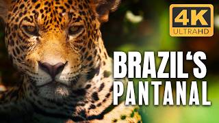 Pantanal South Americas Nature at Its Wildest  4K UHD Documentary [upl. by Ramirolg]