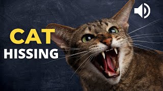 Cat Hissing and Growling Sound effects to get your Cats Attention [upl. by Staal63]