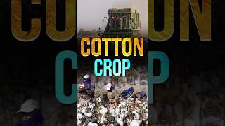 Cotton Production in India [upl. by Marrissa883]