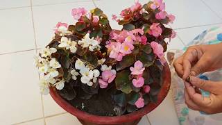 Care of Begonia Plant  How to Grow and Care Begonia Plant  Fun Gardening [upl. by Pernas616]