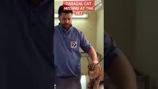 CARACAL CAT HISSING AT THE VET WHILE GETTING VACCINE shorts caracalcat [upl. by Ibrek]