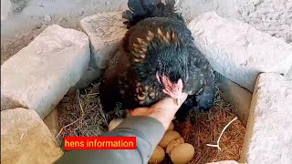 hen Hatching chicks multiple colour fancy chicks hen harvesting [upl. by Okorih]