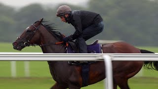 Frankel and his final season Newmarket racecourse gallop [upl. by Mcconaghy488]