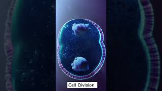 Cell Division of Our Cells mitosis meiosis neet jee cbse boards [upl. by Ainaj]