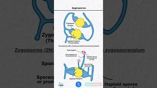 Zygospores and Zygosporangium [upl. by Mahmud735]