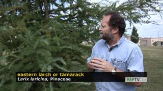 Trees with Don Leopold  eastern larch or tamarack [upl. by Selden977]