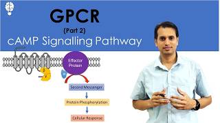 GProtein Coupled Receptor Part 2 cAMP Signaling Pathway  Signal Transduction Pathway  GPCR [upl. by Noiram794]