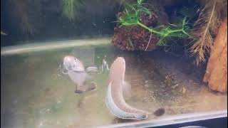 Channa Andrao Snakehead Breeding Pair [upl. by Ferri158]