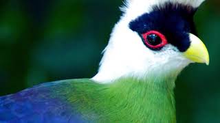 turacos bird documentary [upl. by Aerol]