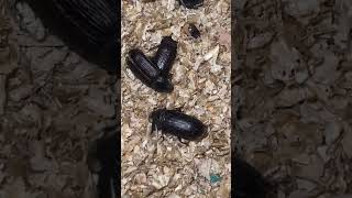 Day 64 Mealworms Thriving amp Beetles Boosting Growth 🐛🪲 [upl. by Araas629]