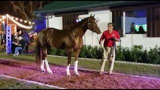 Bucchero  Most Popular Stallion in Florida  Pleasant Acres Stallions show 1152020 [upl. by Ynffit437]