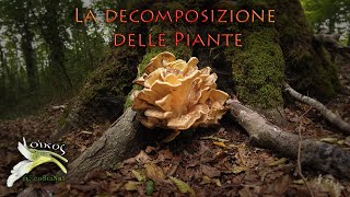 La decomposizione delle piante [upl. by Toll]