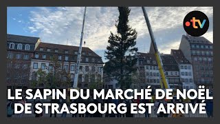 Le sapin du marché de Noël de Strasbourg est arrivé place Kléber [upl. by Aeli]