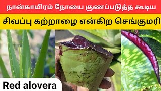 சிவப்பு கற்றாழையின் மெய்சிலிர்க்க வைக்கும் மருத்துவ குணங்கள் red aloe vera  மூலிகை செடி  விவசாயம் [upl. by Ashti]