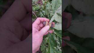 White oak with acorns Quercus alba southern illinois [upl. by Bernita]