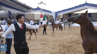 Egypt holds festival to showcase famed Arabian horses [upl. by Bain]